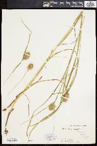 Carex squarrosa image