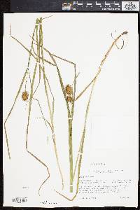 Carex squarrosa image