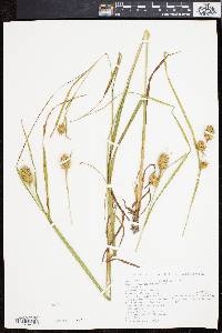 Carex squarrosa image