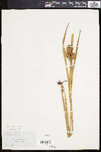 Carex squarrosa image