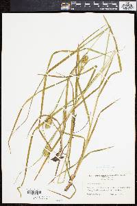 Carex squarrosa image