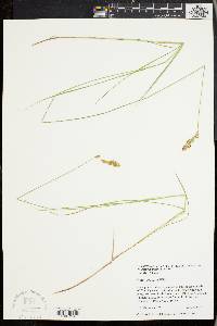 Carex scabrata image