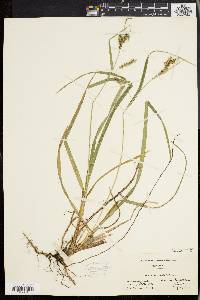 Carex scabrata image