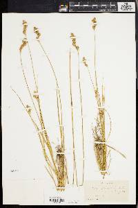 Carex seorsa image