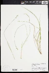 Carex seorsa image