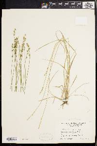 Carex seorsa image