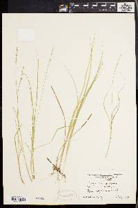 Carex seorsa image