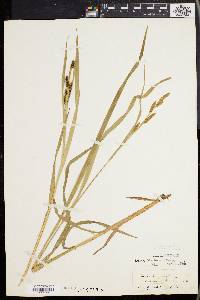 Carex shortiana image