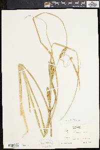 Carex rostrata image