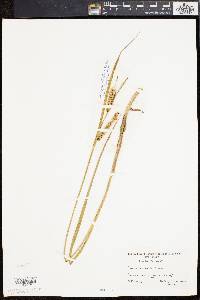 Carex rostrata image