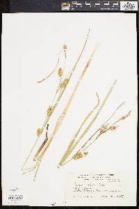 Carex rostrata image