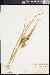 Carex rostrata image