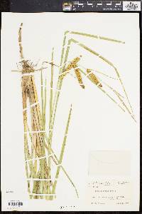 Carex rostrata image