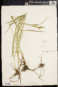 Carex scabrata image