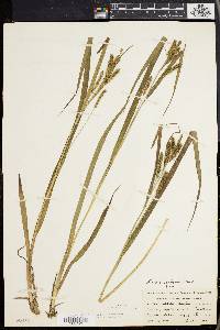 Carex scabrata image