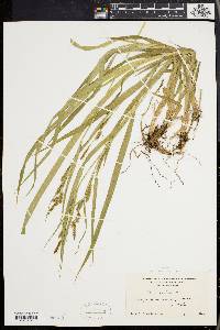 Carex scabrata image