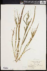 Carex scabrata image