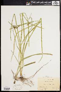 Carex scabrata image