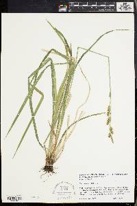 Carex scabrata image