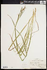 Carex scabrata image