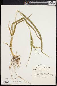 Carex scabrata image