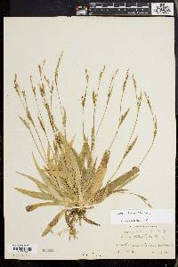 Carex platyphylla image