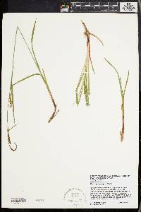 Carex polymorpha image