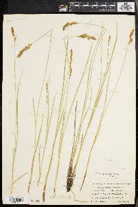 Carex prairea image