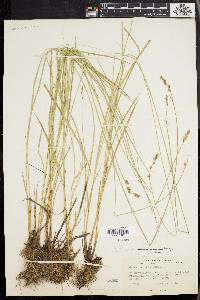 Carex prairea image