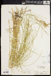 Carex prairea image