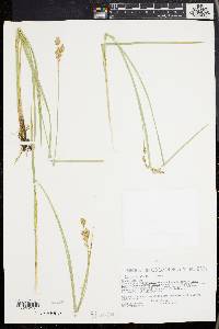 Carex prairea image