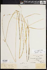 Carex prairea image