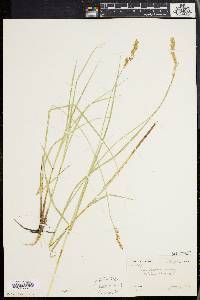 Carex prairea image