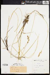 Carex prairea image