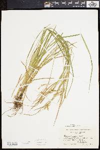 Carex prasina image