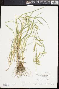 Carex prasina image