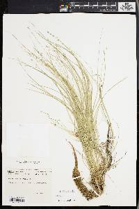 Carex radiata image