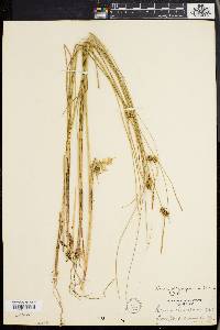 Carex oligosperma image