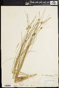 Carex oligosperma image