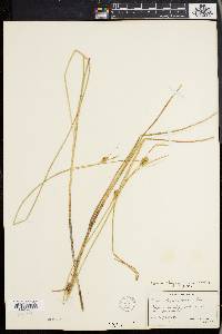 Carex oligosperma image