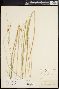 Carex oligosperma image