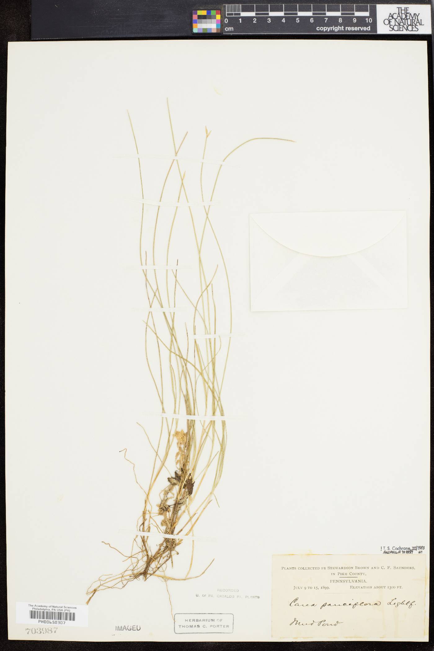 Carex pauciflora image