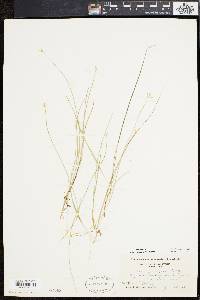 Carex pauciflora image