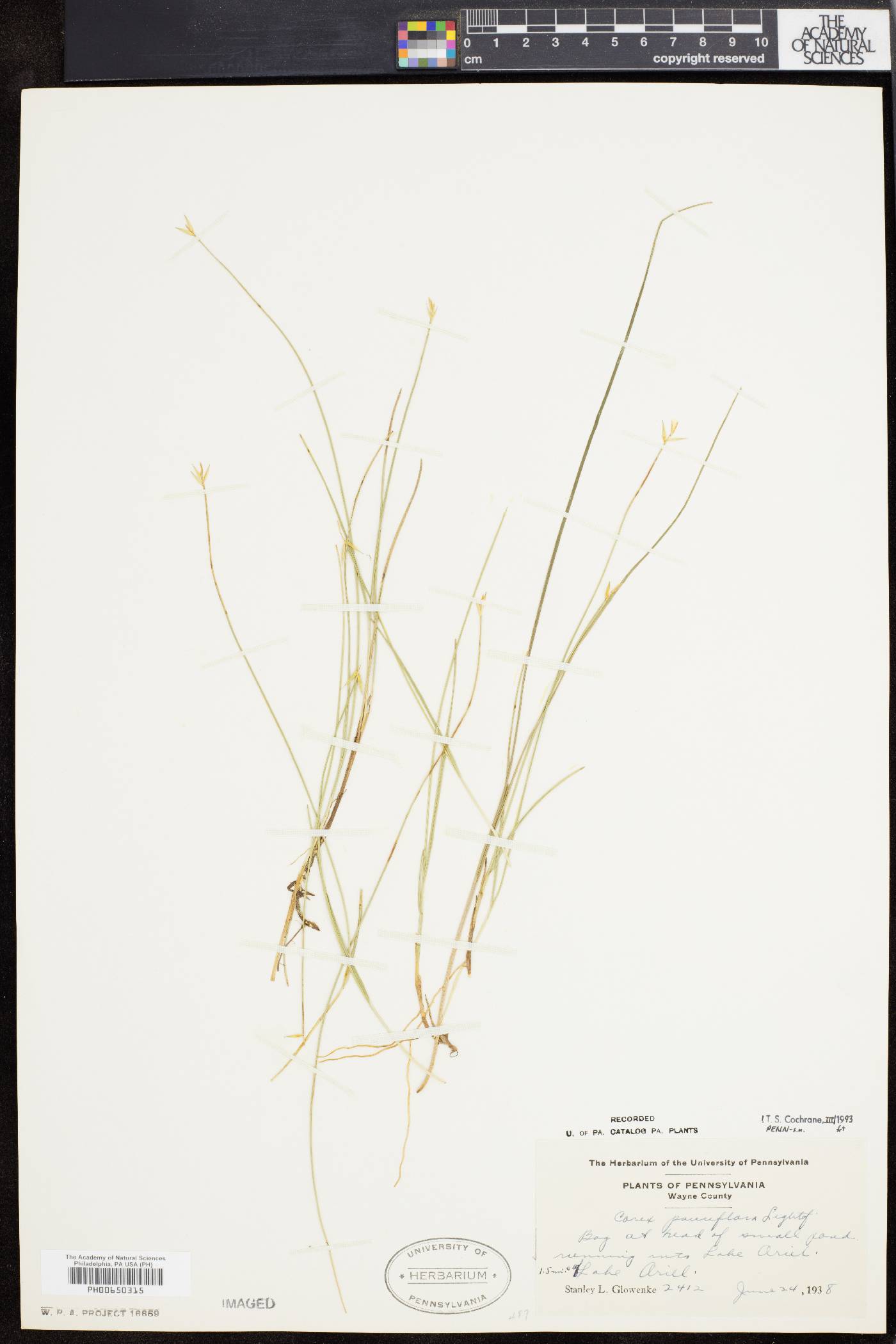 Carex pauciflora image