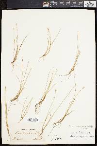 Carex pauciflora image