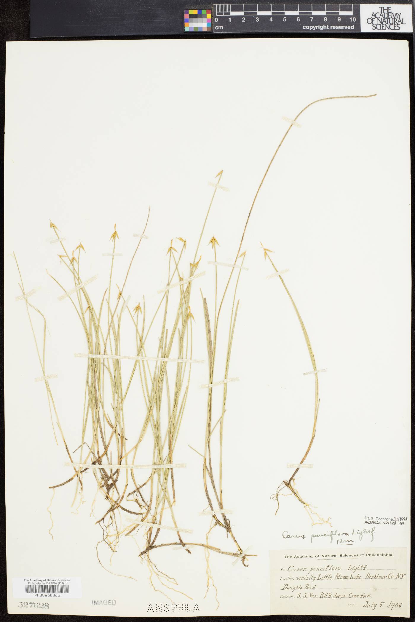 Carex pauciflora image