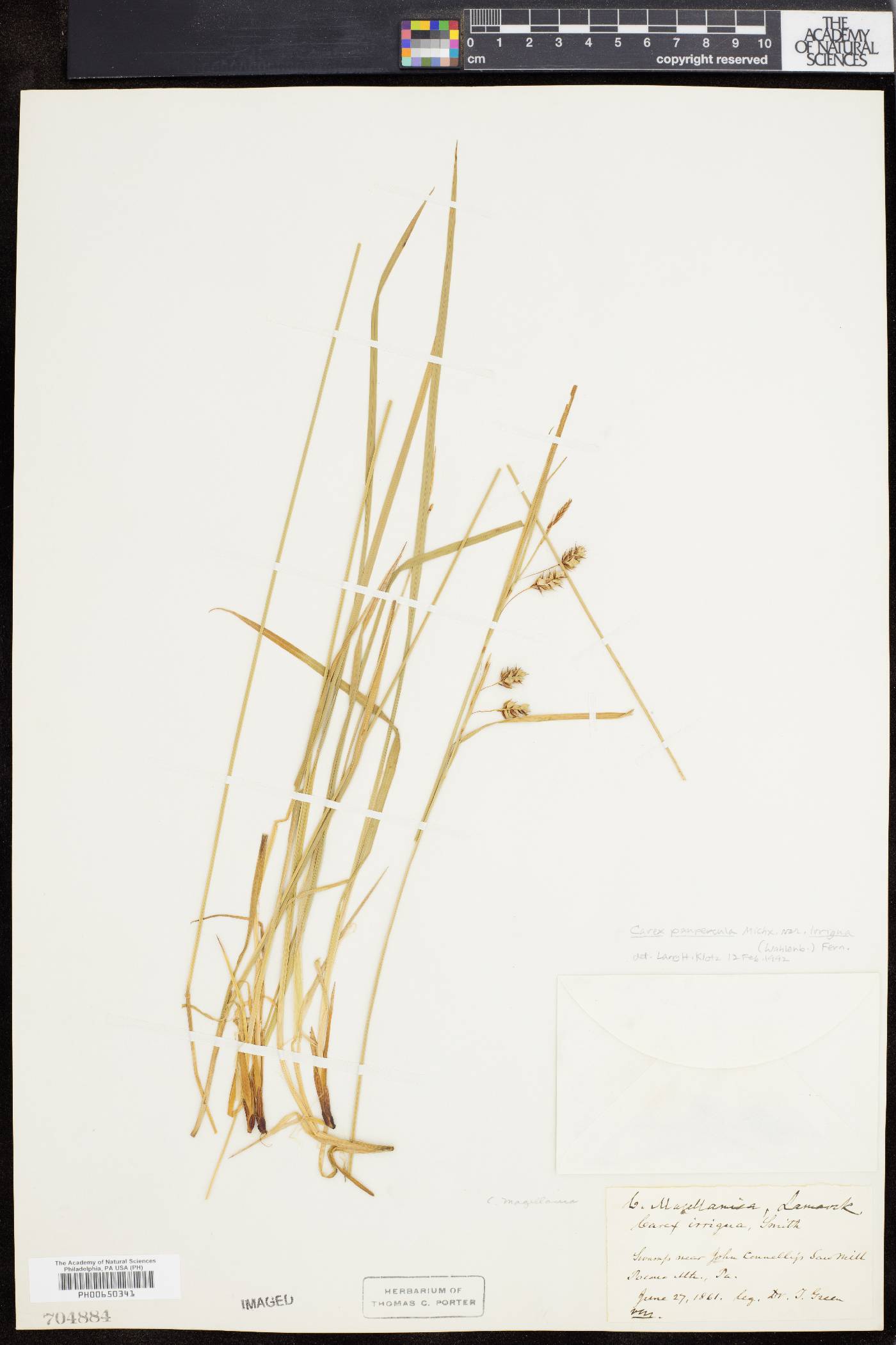 Carex paupercula image