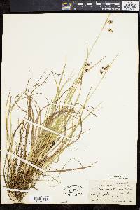 Carex paupercula image