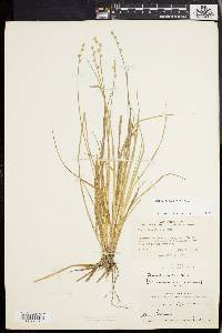 Carex seorsa image