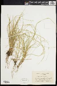 Carex seorsa image